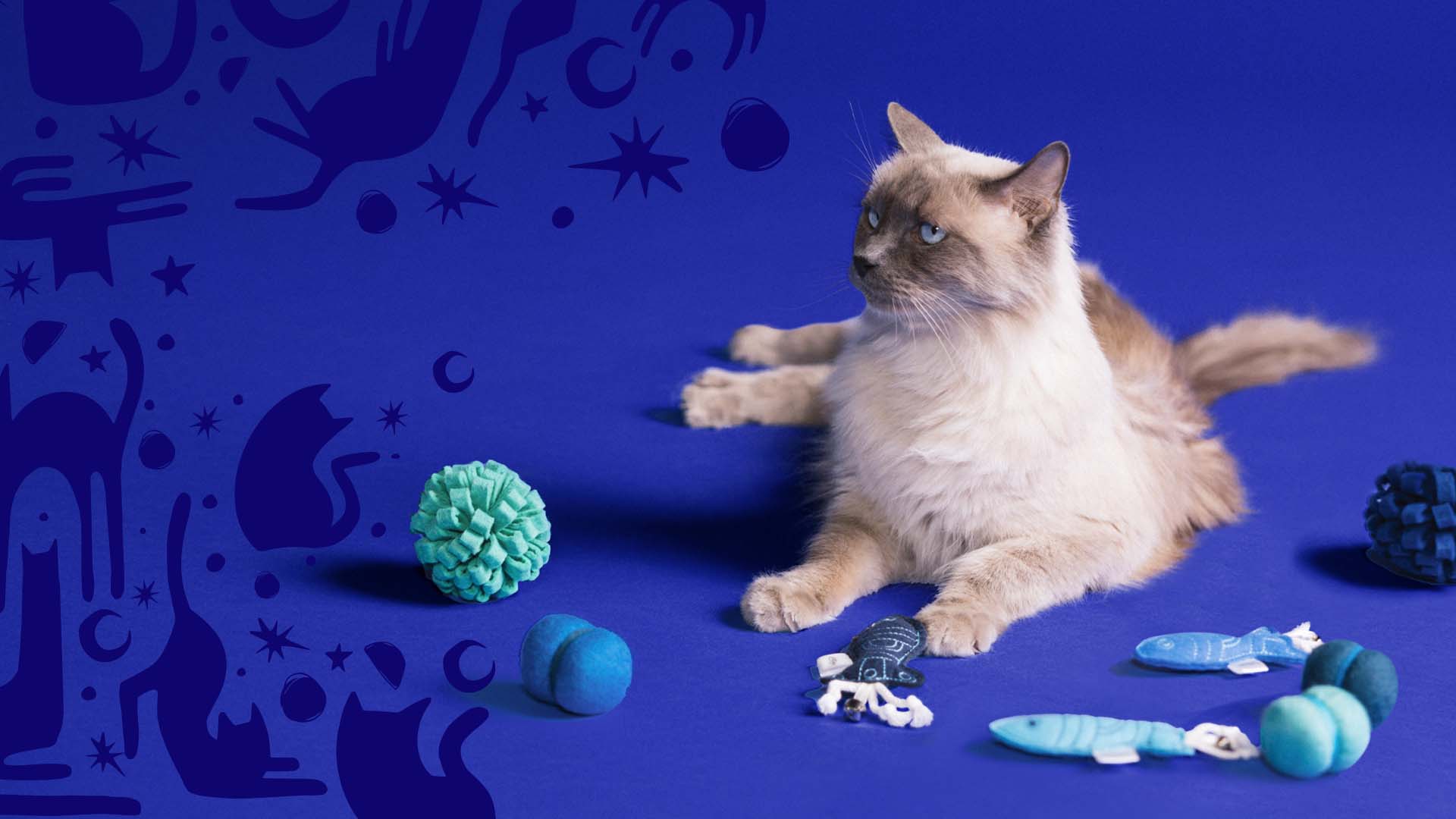Cat sitting with toys