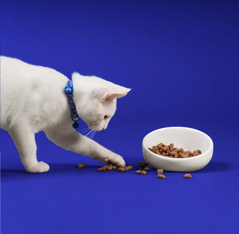 Cat playing with food in white bowl