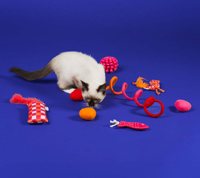 Cat playing with toys
